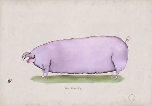 The Welsh Pig, fun heritage art print by Tony Fernandes